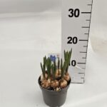 פקעות פעמוני גשם