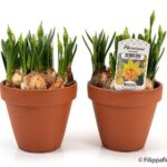 פקעות נרקיס