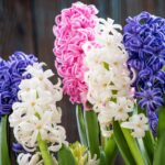 עציץ יקינטון