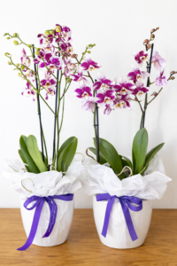 סחלב לבן אריזת מתנה