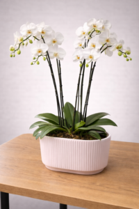 סידור זוג סחלבים יוקרתי