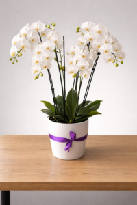 סידור סחלבי פלנופסיס בקרמיקה